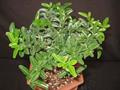 Triphasia trifolia